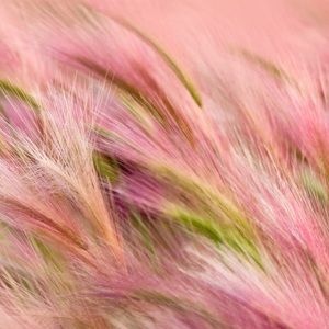 Meet your Posher, Tricia